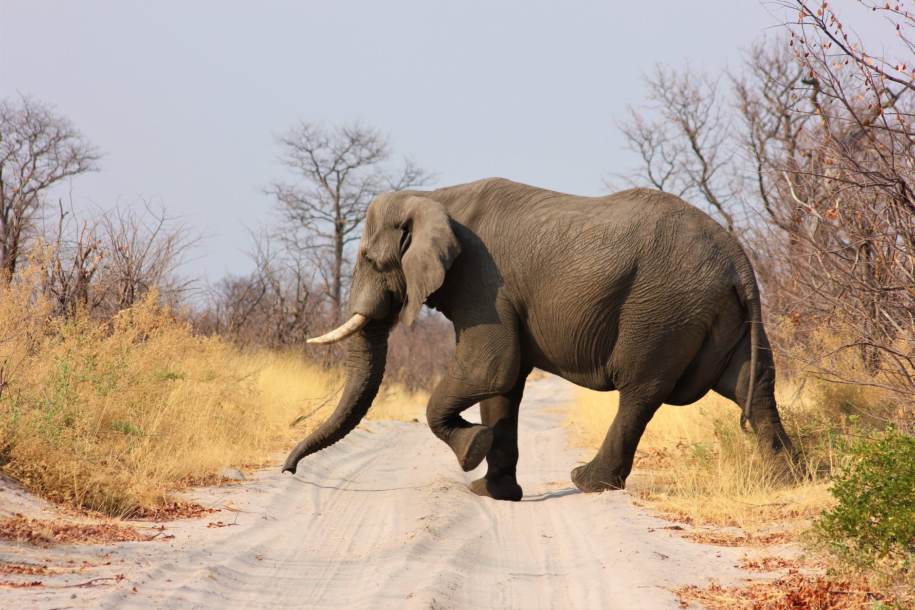 elephant crossing dirt road